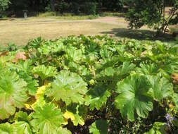 Image of giant rhubarb