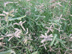 Image of crowfoot grass