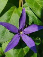 Image of Greater Periwinkle