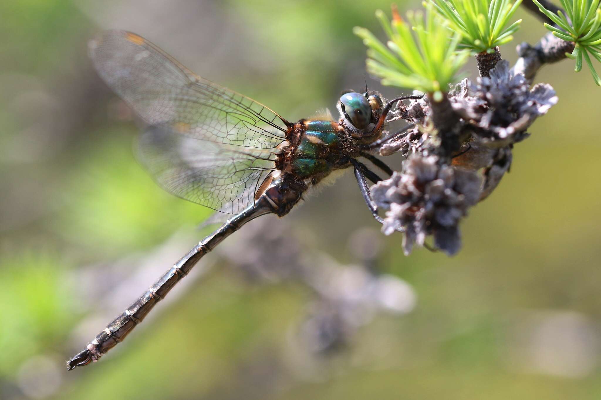 Image of Ringed Emerald