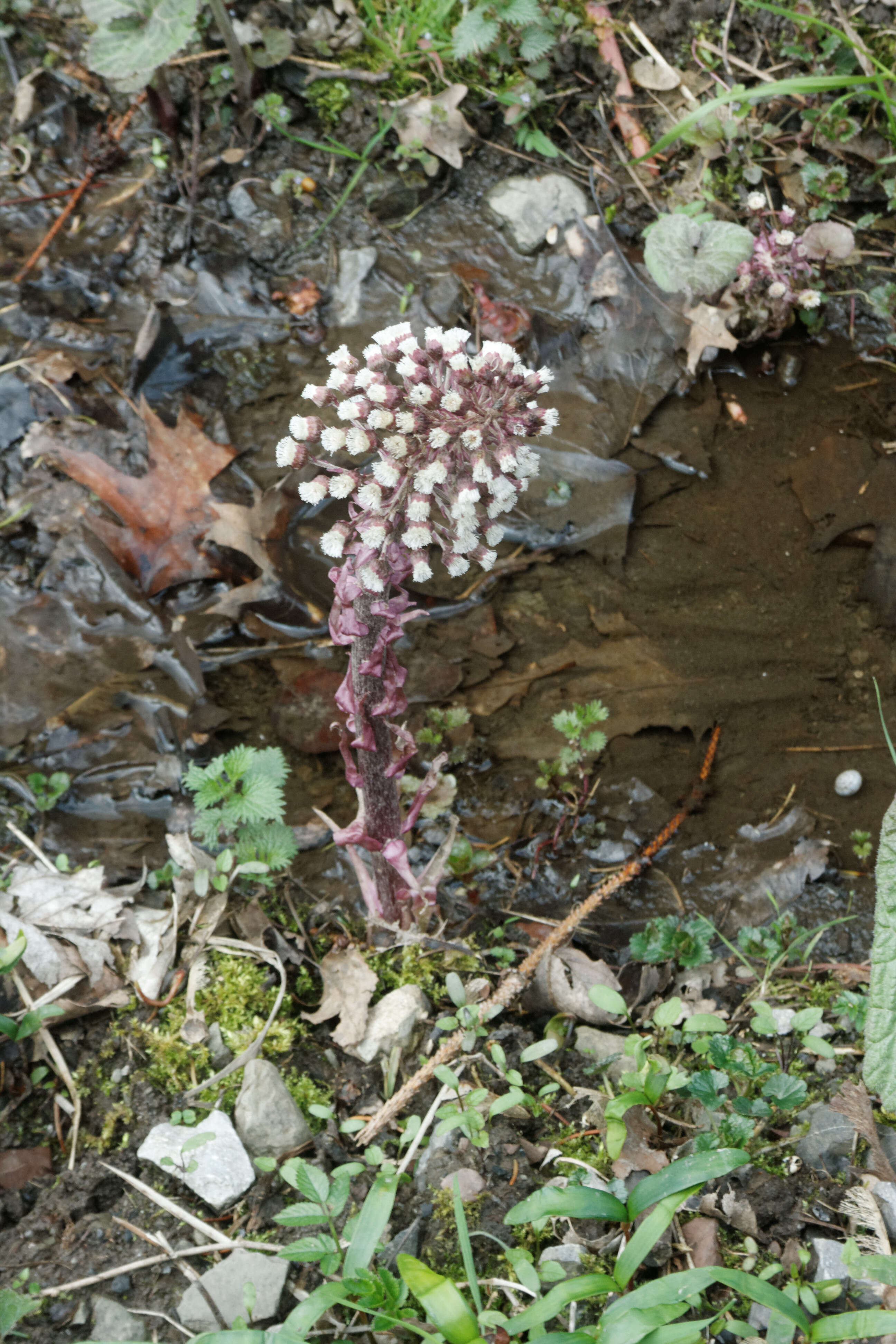 Image of pestilence wort