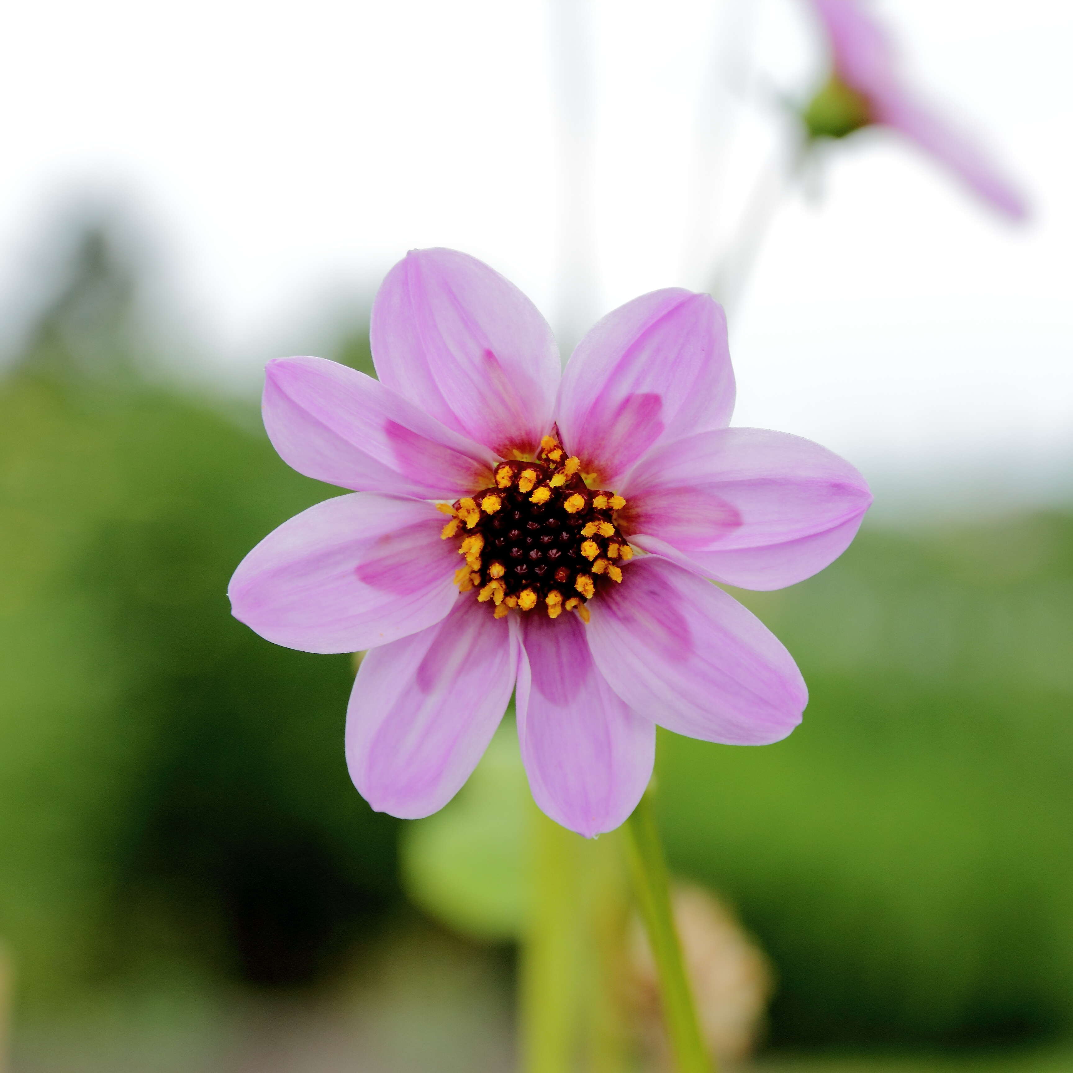 Image of Dahlia merckii Lehm.