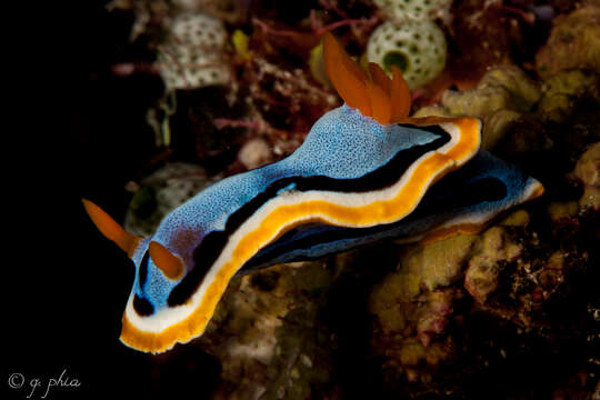 Image of Chromodoris annae Bergh 1877