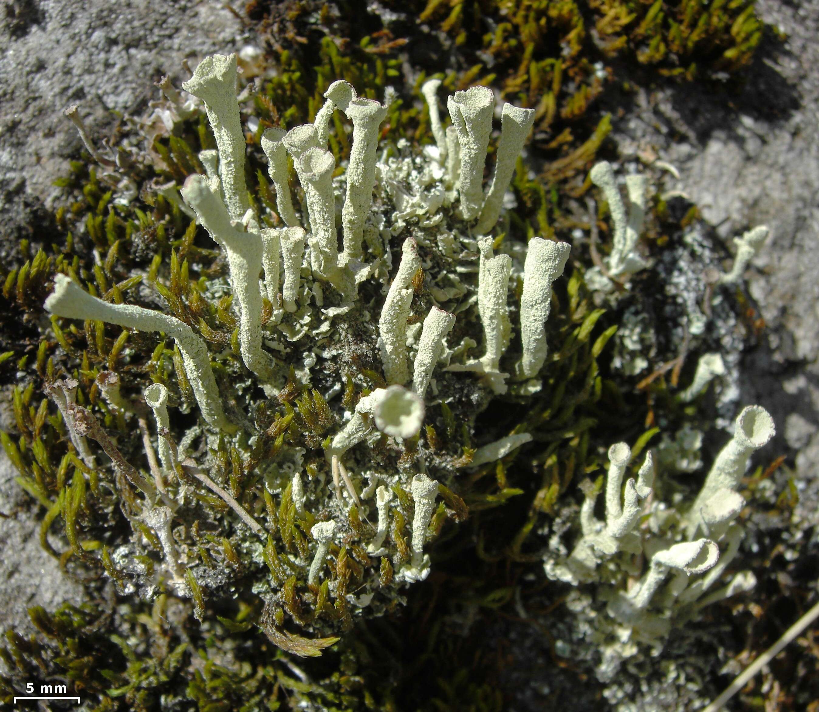 Image of deformed cup lichen