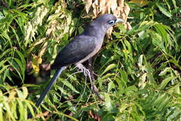 Image of Blue-faced Malkoha