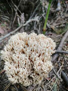 Imagem de Ramaria pallida (Schaeff.) Ricken 1920