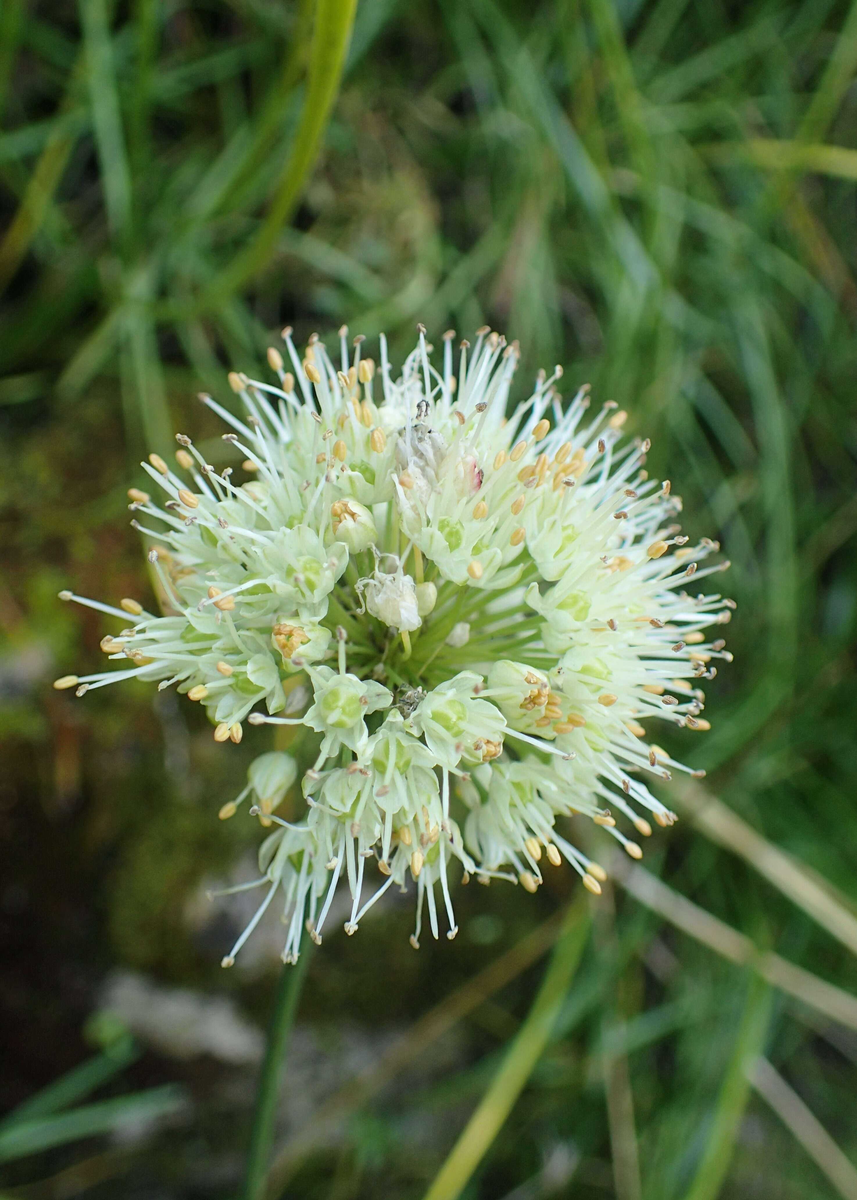 Image of Wild garlic