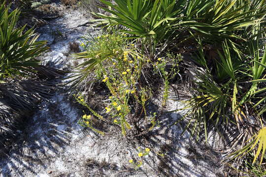 Image of coastal plain goldenaster