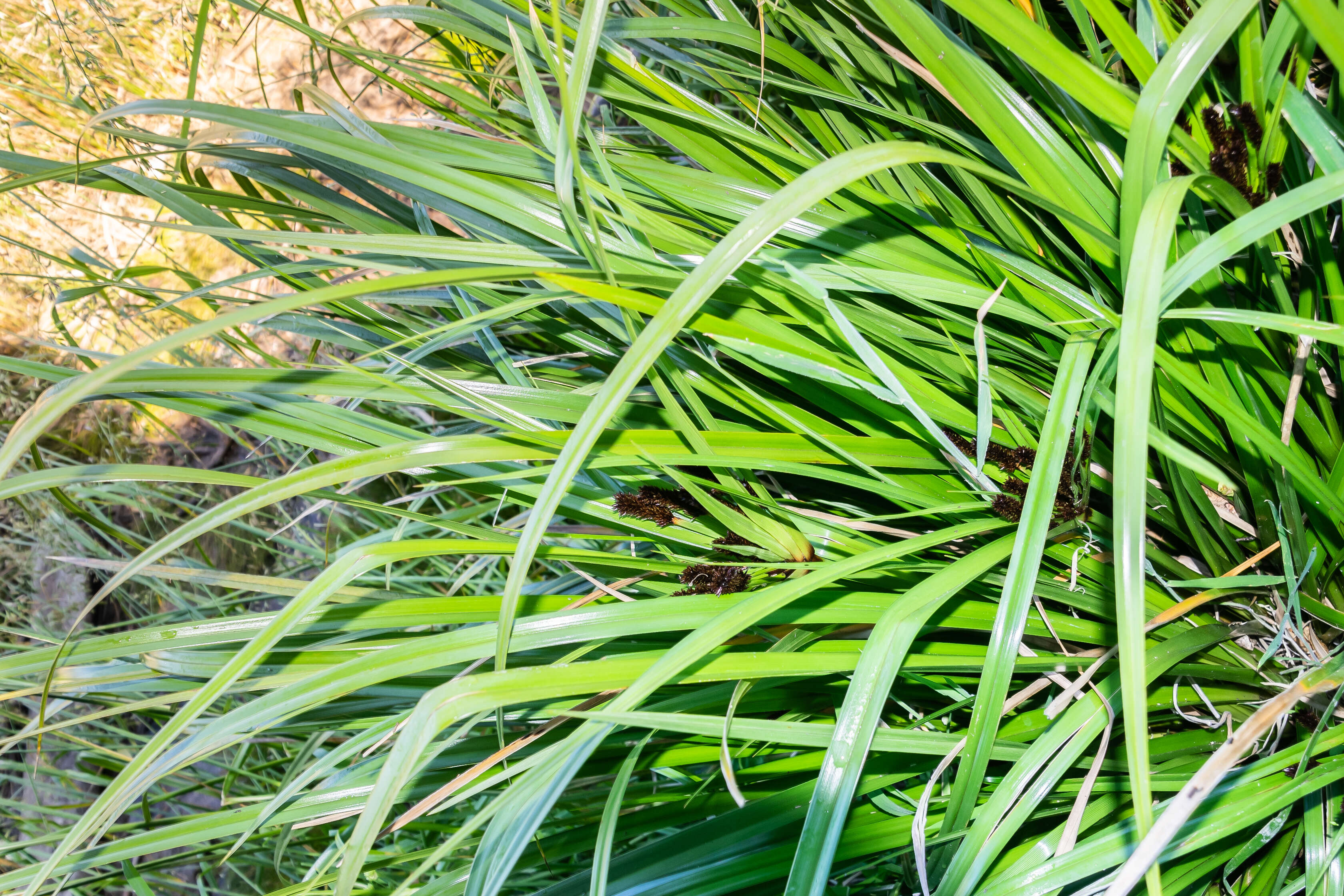 Image of Cyperus ustulatus A. Rich.