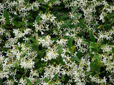 Image of Star-jasmine or Confederate-jasmine