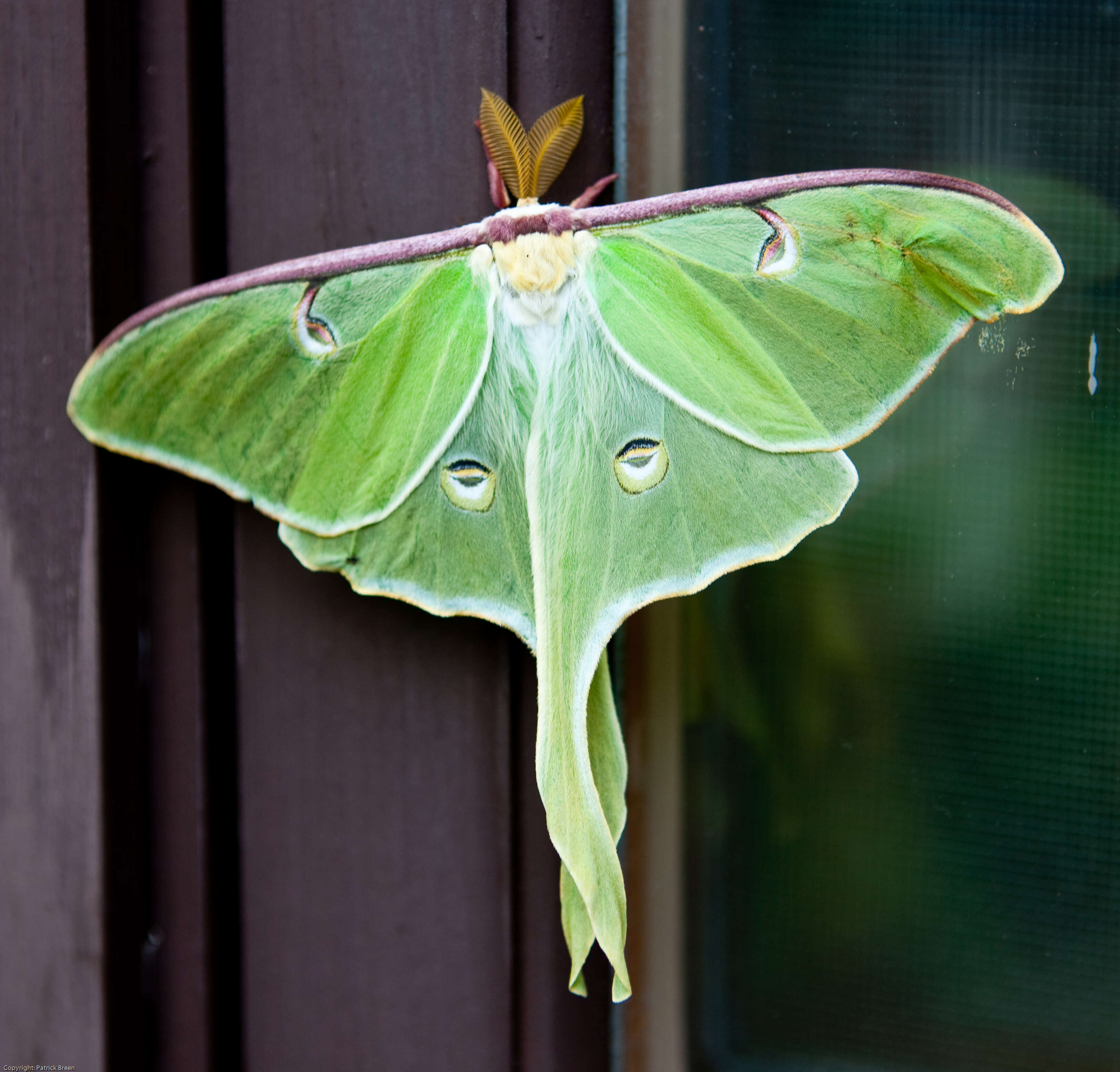 Image of Luna Moth