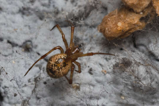 Image of Parasteatoda