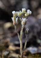 Image of Hyaloperonospora Constantinescu 2002