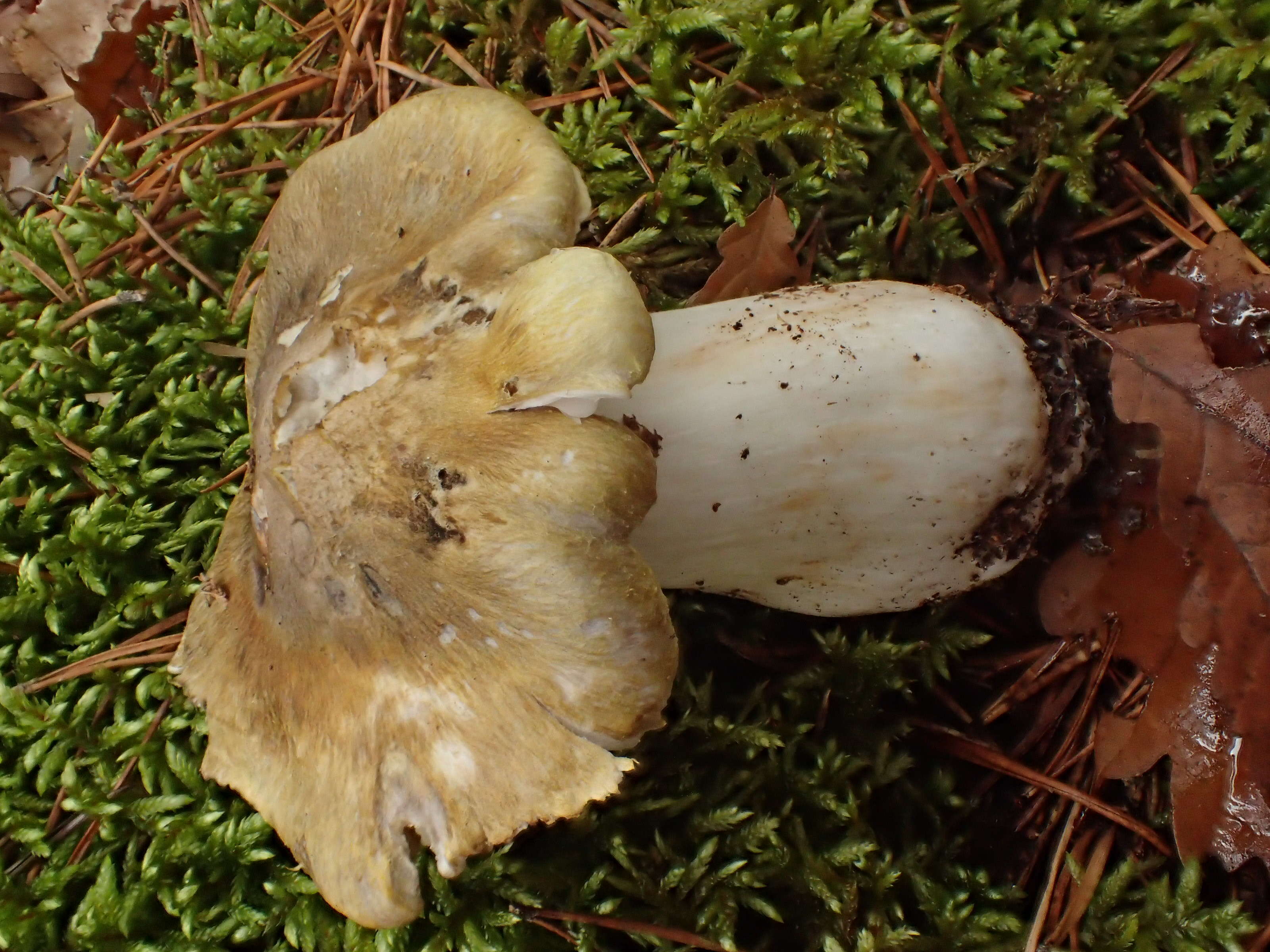 Image of Tricholoma arvernense Bon 1976