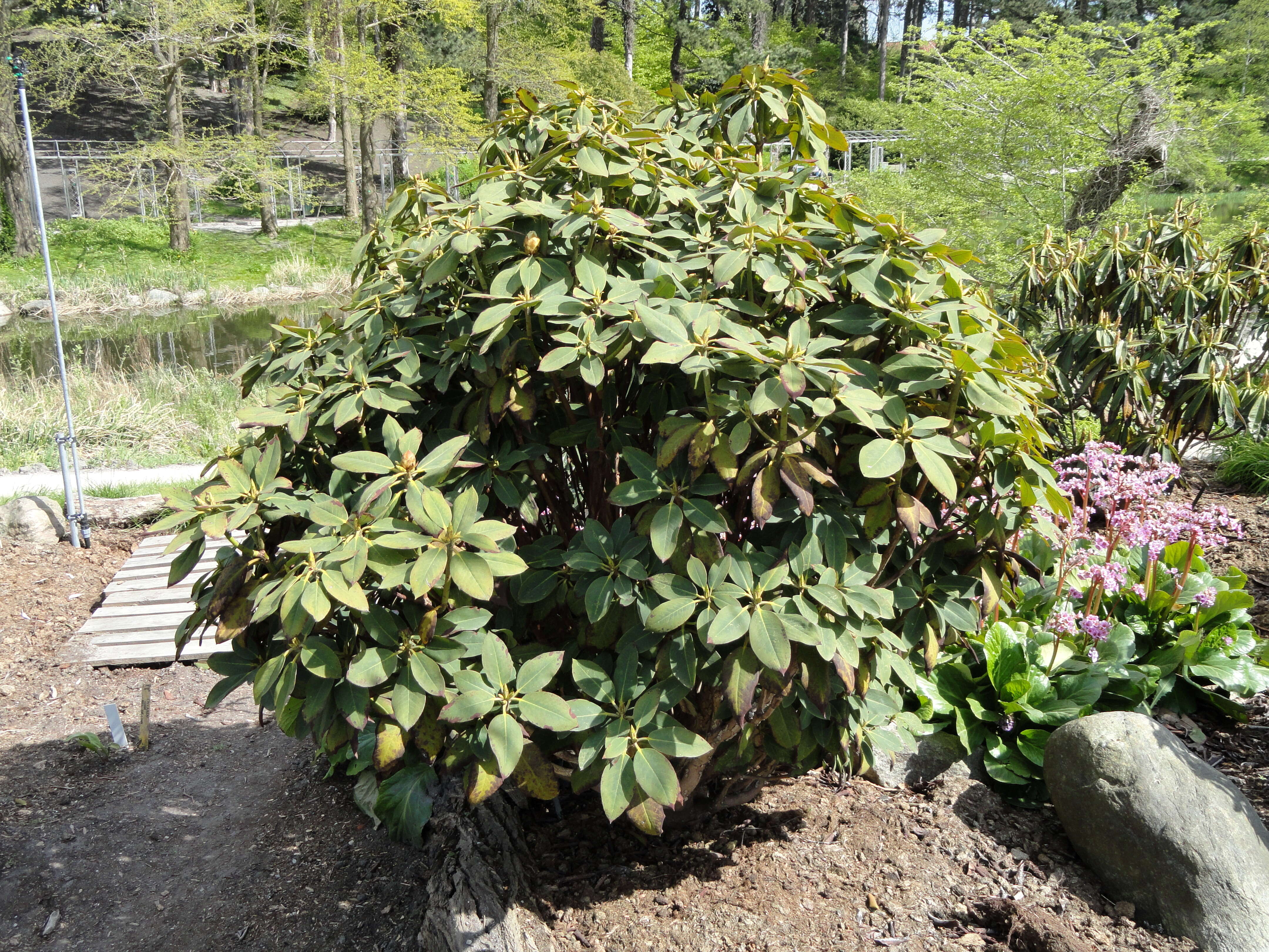 Imagem de Rhododendron sikangense W. P. Fang