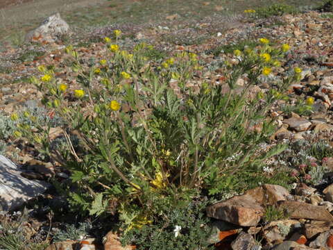 Image de Potentilla pensylvanica L.