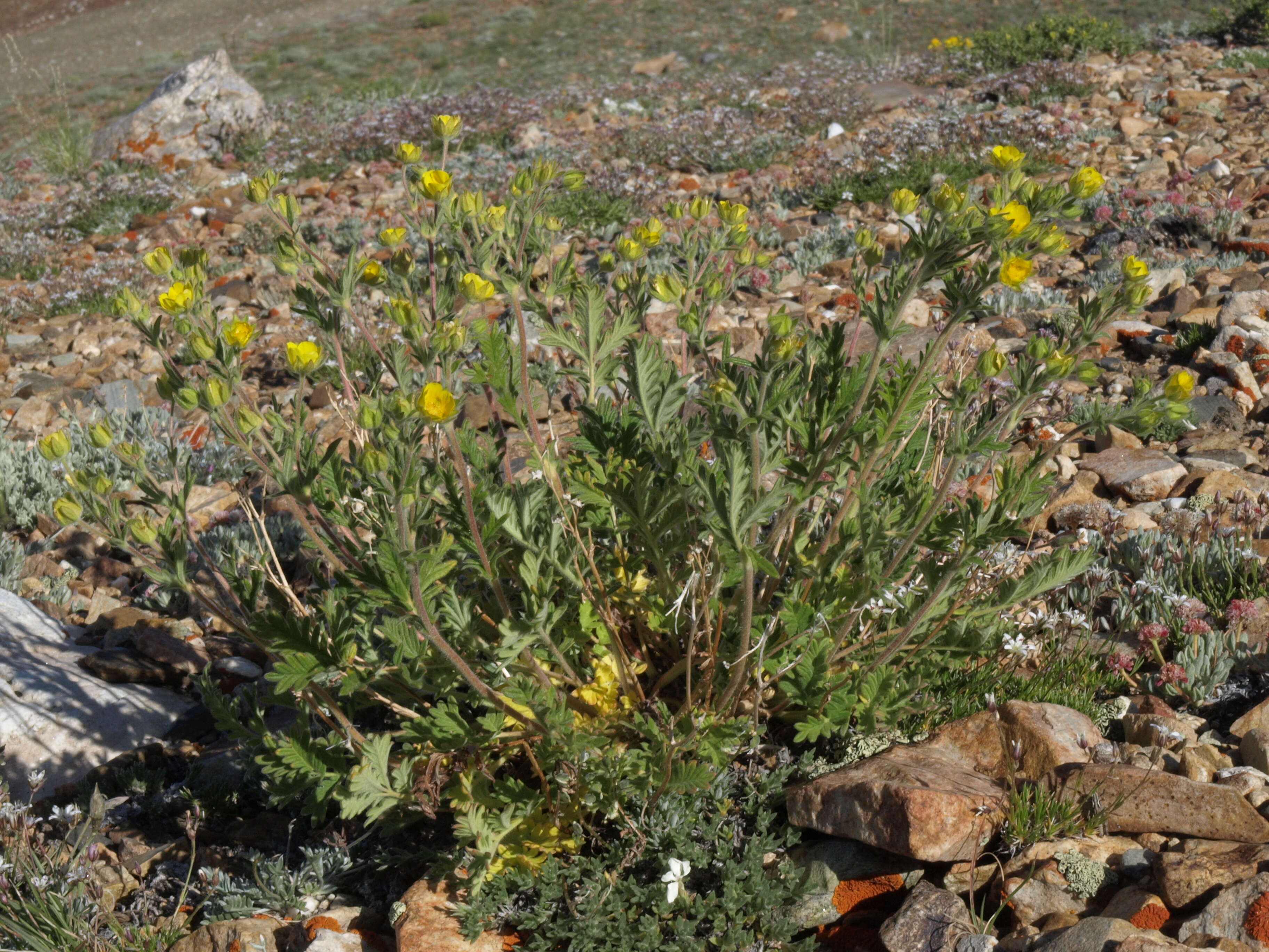 Image de Potentilla pensylvanica L.