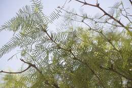 Image of honey mesquite