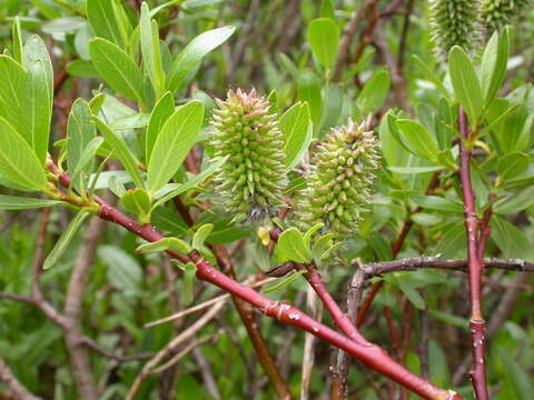 Image of diamondleaf willow