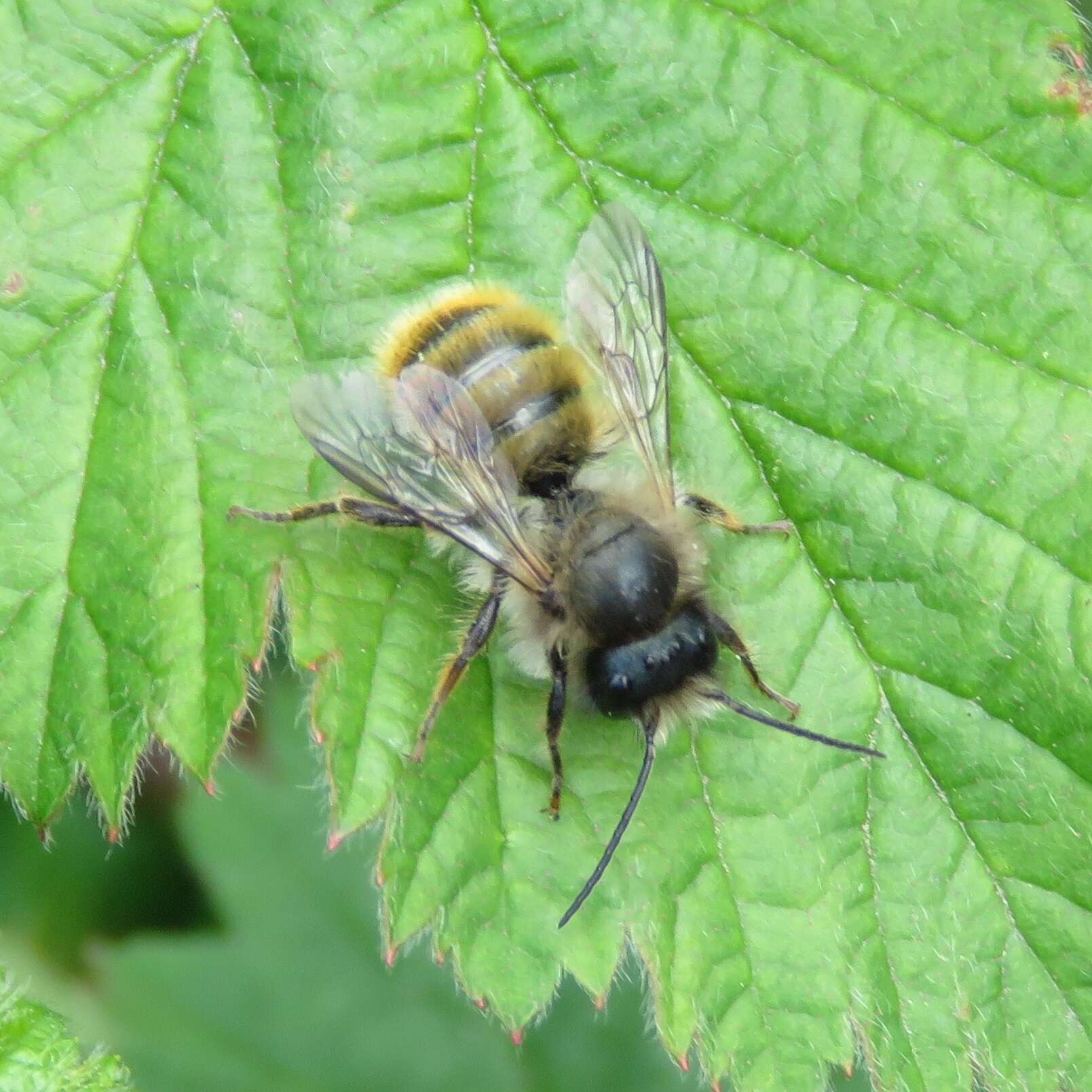 Image of Osmia rufa (Linnaeus 1758)