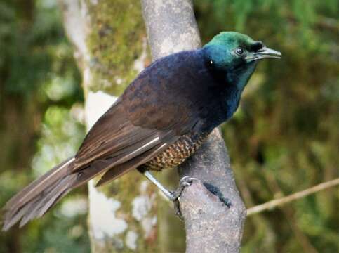 Image of Ribbon-tailed Astrapia