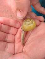 Image of Brown Lipped Snail