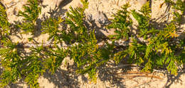 Imagem de Juniperus horizontalis Moench