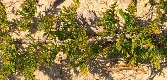 Imagem de Juniperus horizontalis Moench