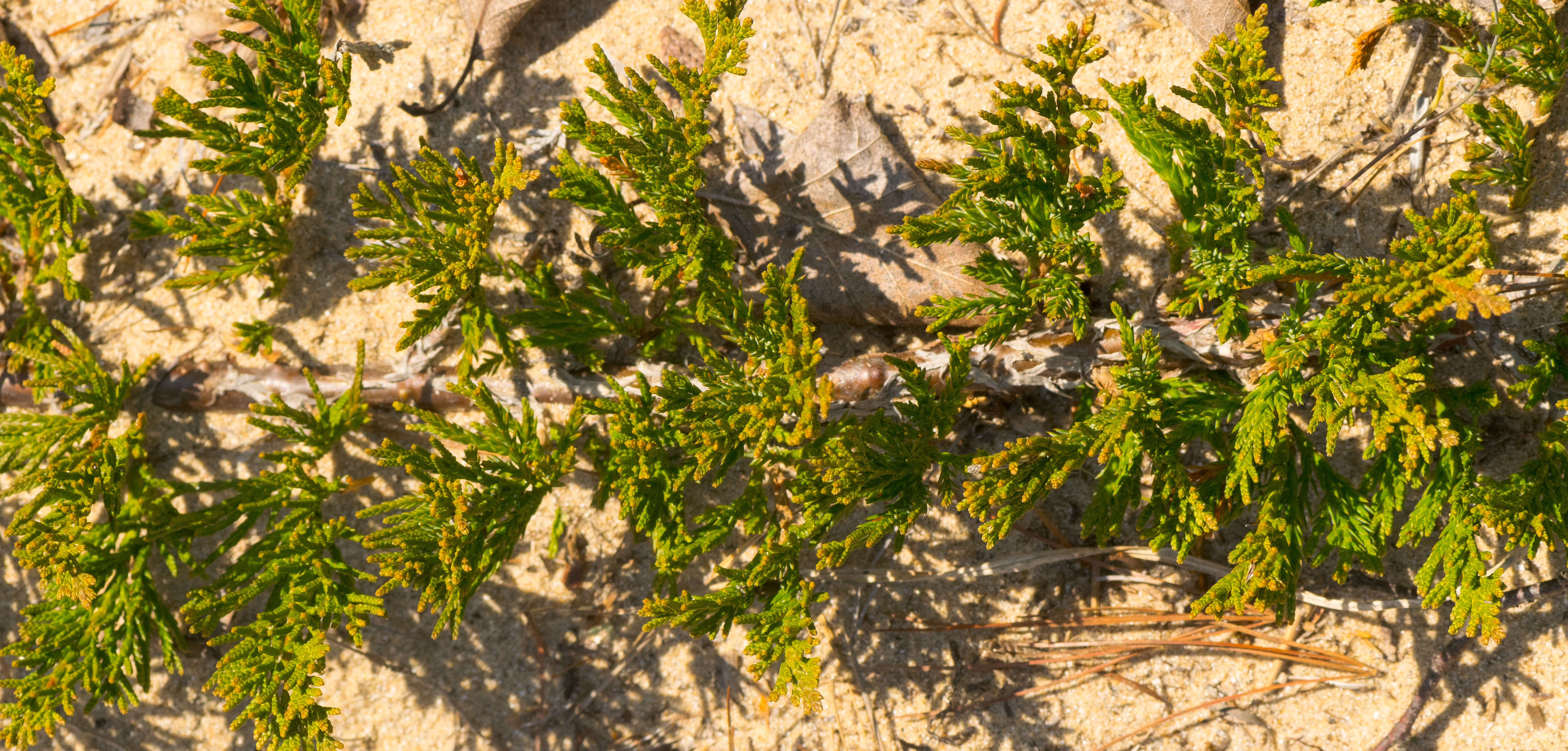 Слика од Juniperus horizontalis Moench
