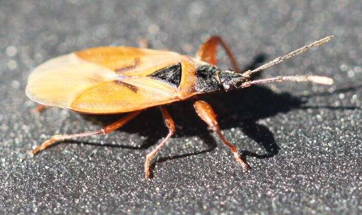 Image of Gastrodes (Gastrodes) abietum Bergroth & E. 1914