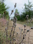 Image of field cudweed