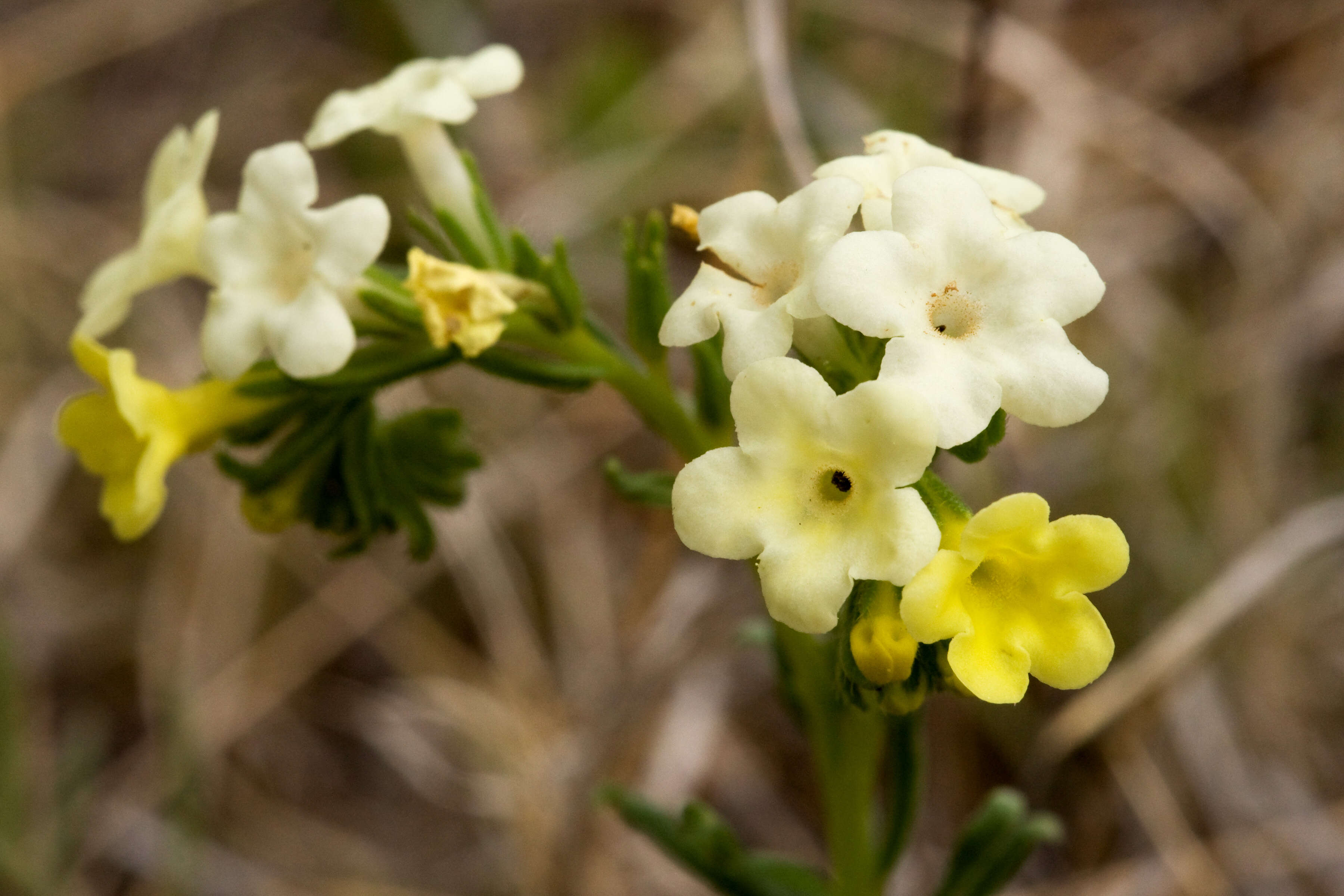 Image of stoneseed