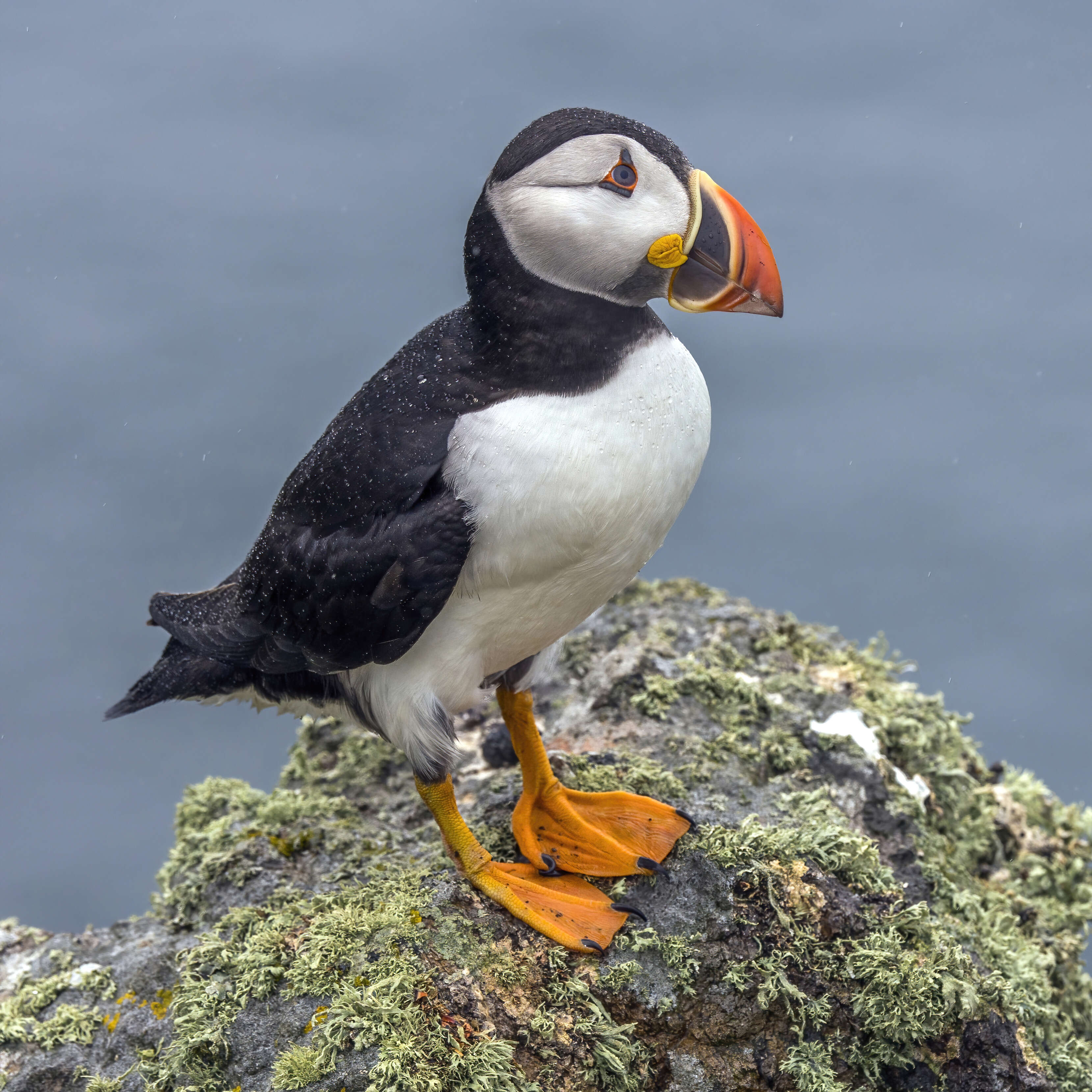 Image of Puffin