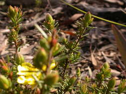 Image of Hibbertia calycina (DC.) N. A. Wakefield