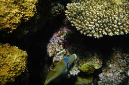 Image of Lagoon triggerfish