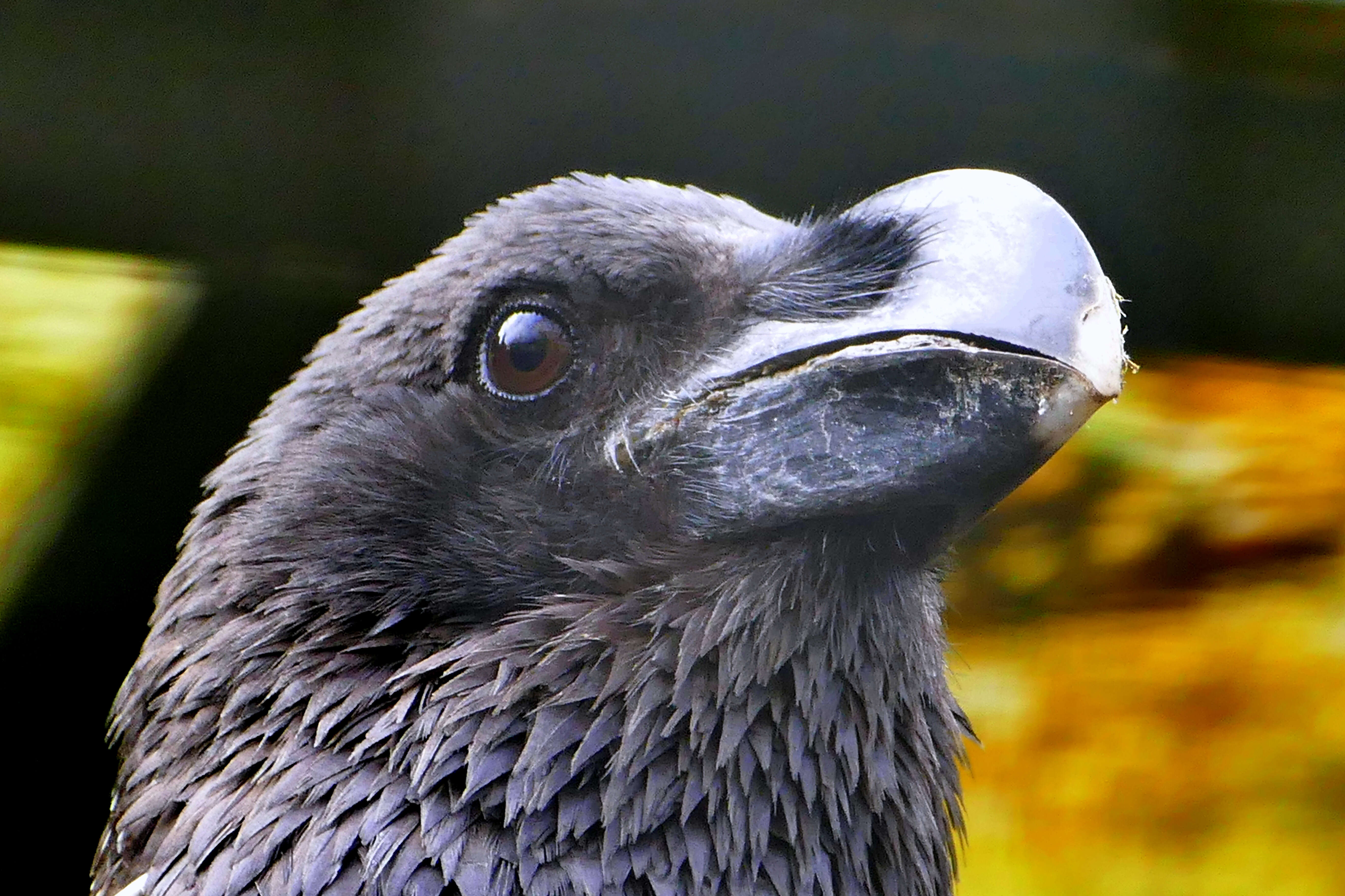 Image of White-necked Raven