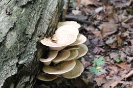 Image of dryad's saddle