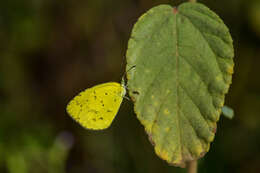 Image of Broad-bordered Grass Yellow