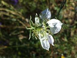 Nigella arvensis L. resmi