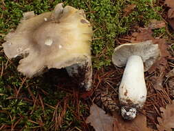 Image of Tricholoma arvernense Bon 1976