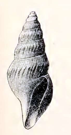 Image of Xanthodaphne suffusa (Dall 1890)