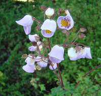 Image of Jovellana violacea (Cav.) G. Don