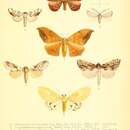 Image de Andraca trilochoides Moore 1865