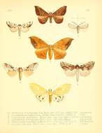 Image of Andraca trilochoides Moore 1865