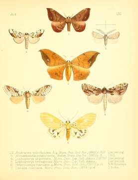 Image of Andraca trilochoides Moore 1865