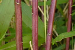 Imagem de Solidago gigantea Ait.