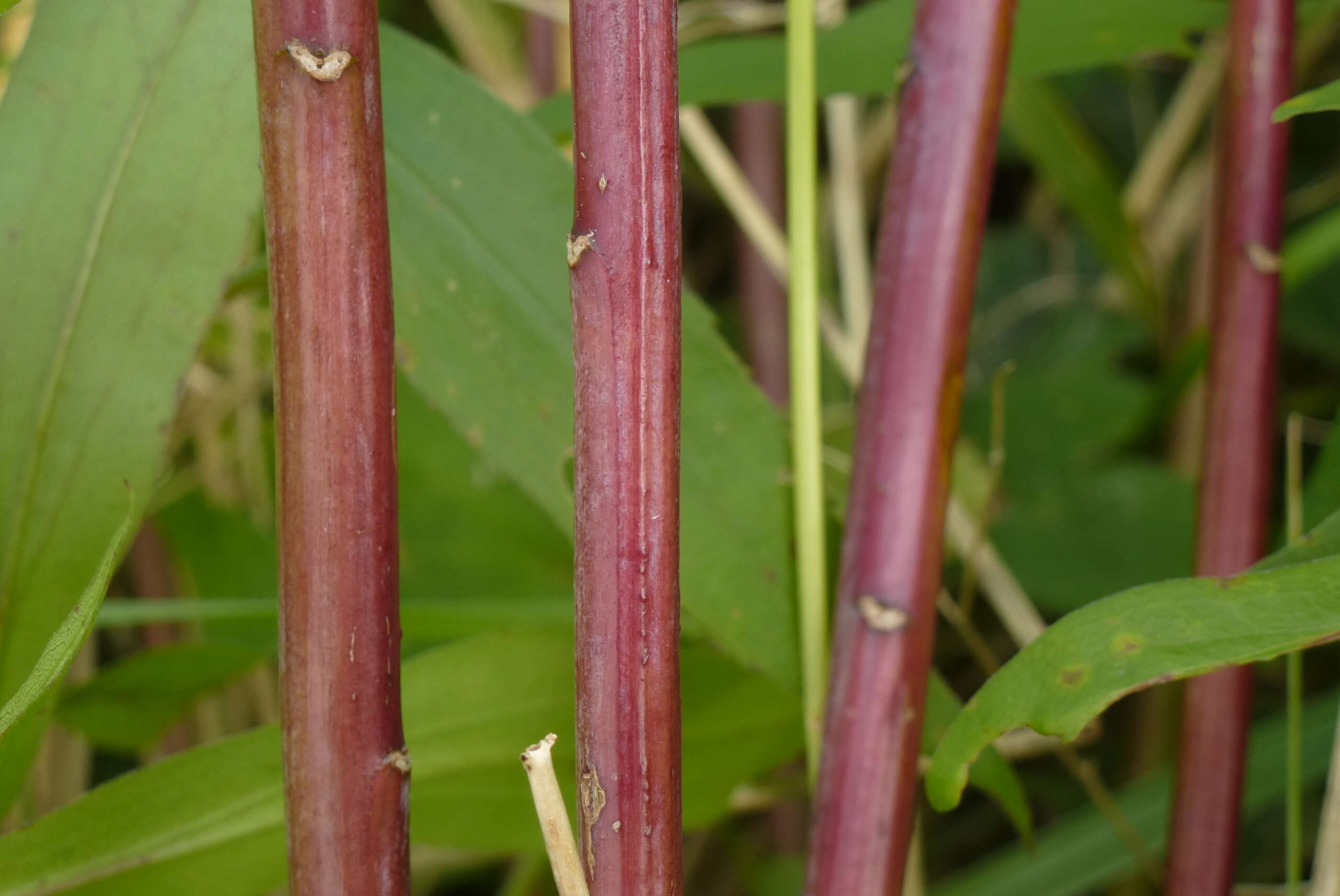 Imagem de Solidago gigantea Ait.