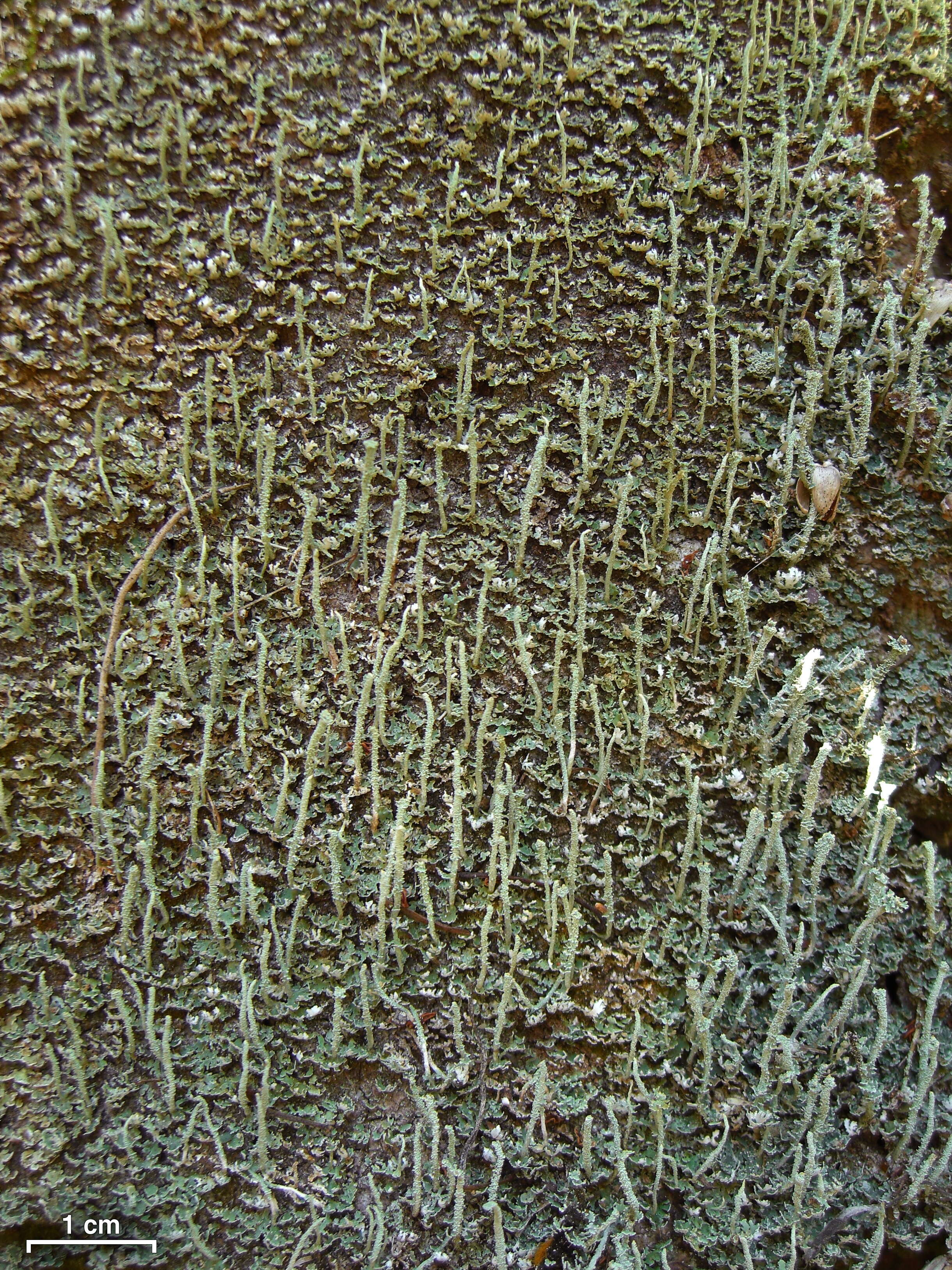 Image of Powdery peg lichen