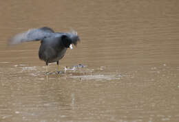 Image of Fulica Linnaeus 1758