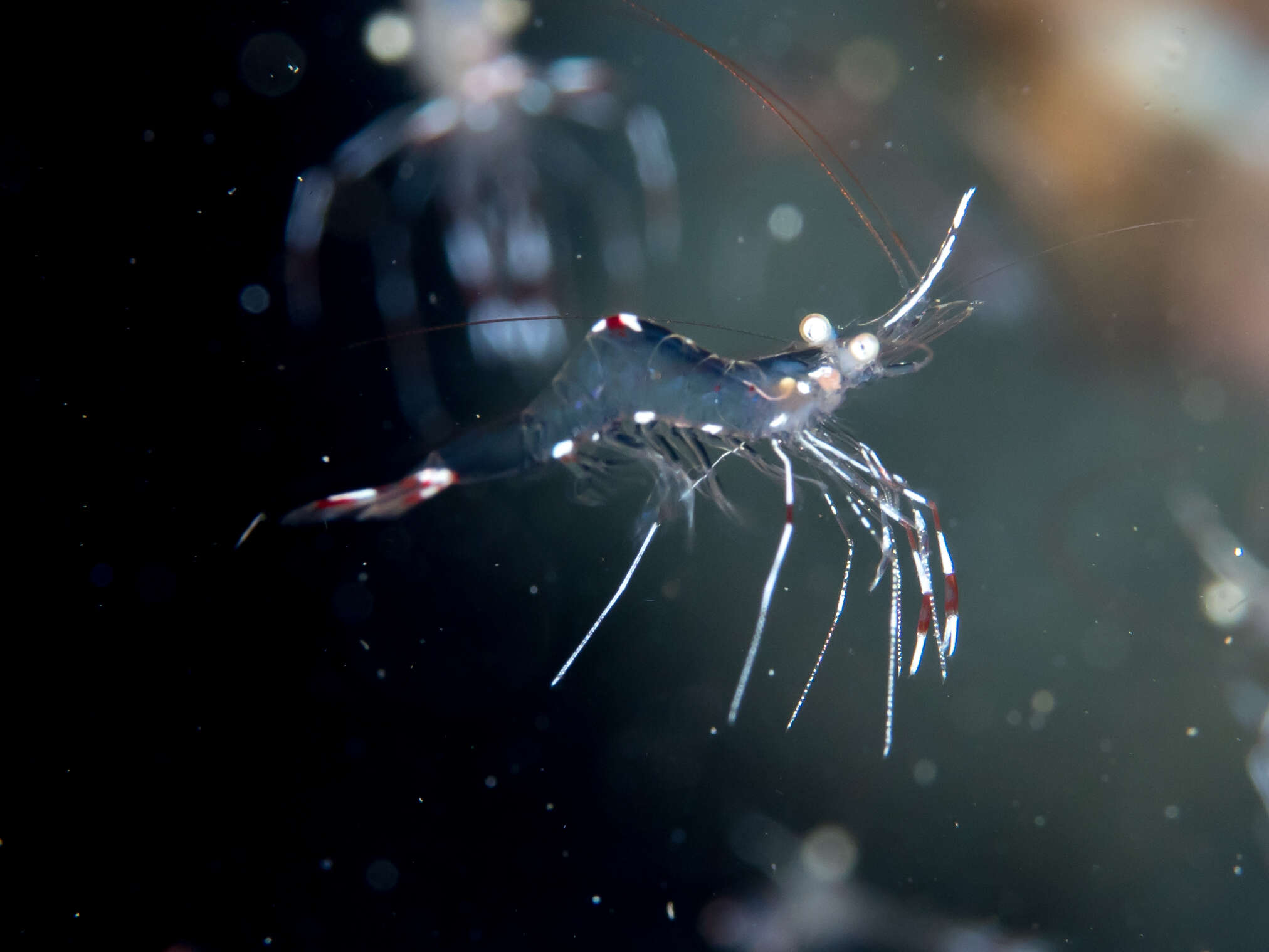 Image of clear cleaner shrimp